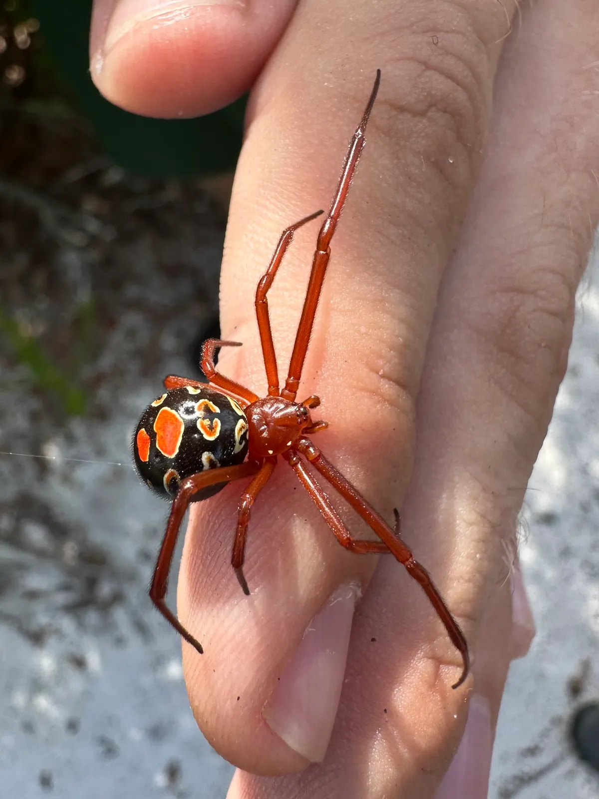 Red widow with red legs and a red front body and a black abdomen marked with red spots ringed in yellow, standing on a person's finger