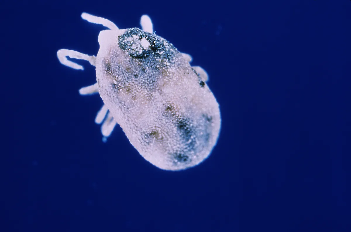 Magnified soft tick Ornithodoros hermsi seen from above, with a pale, rounded, granular body and short pale legs against a dark blue background