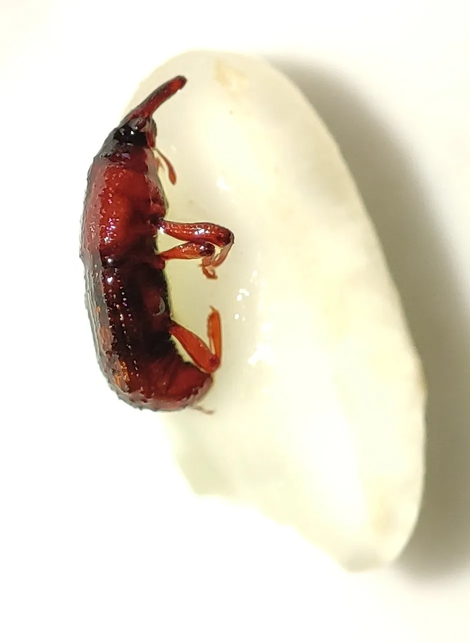 Reddish-brown rice weevil with a long, curved snout and orange legs clinging to the side of a single white grain of rice, on a white background
