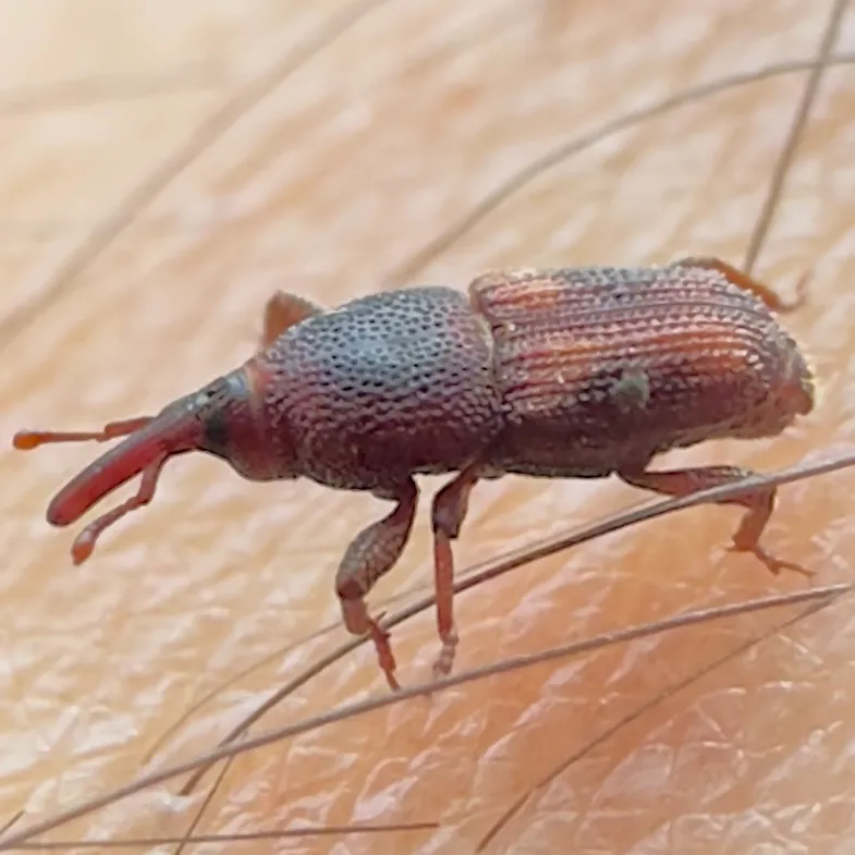 Reddish-brown weevil with a long, narrow snout and a pitted body walking across skin among fine hairs