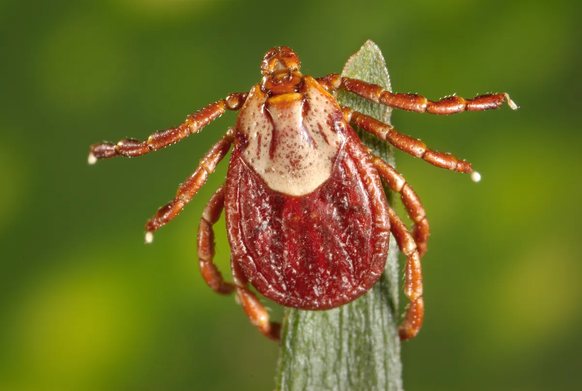 Adult female Rocky Mountain wood tick on a blade of grass, with a large cream-colored shield behind the head and a dark reddish body and legs