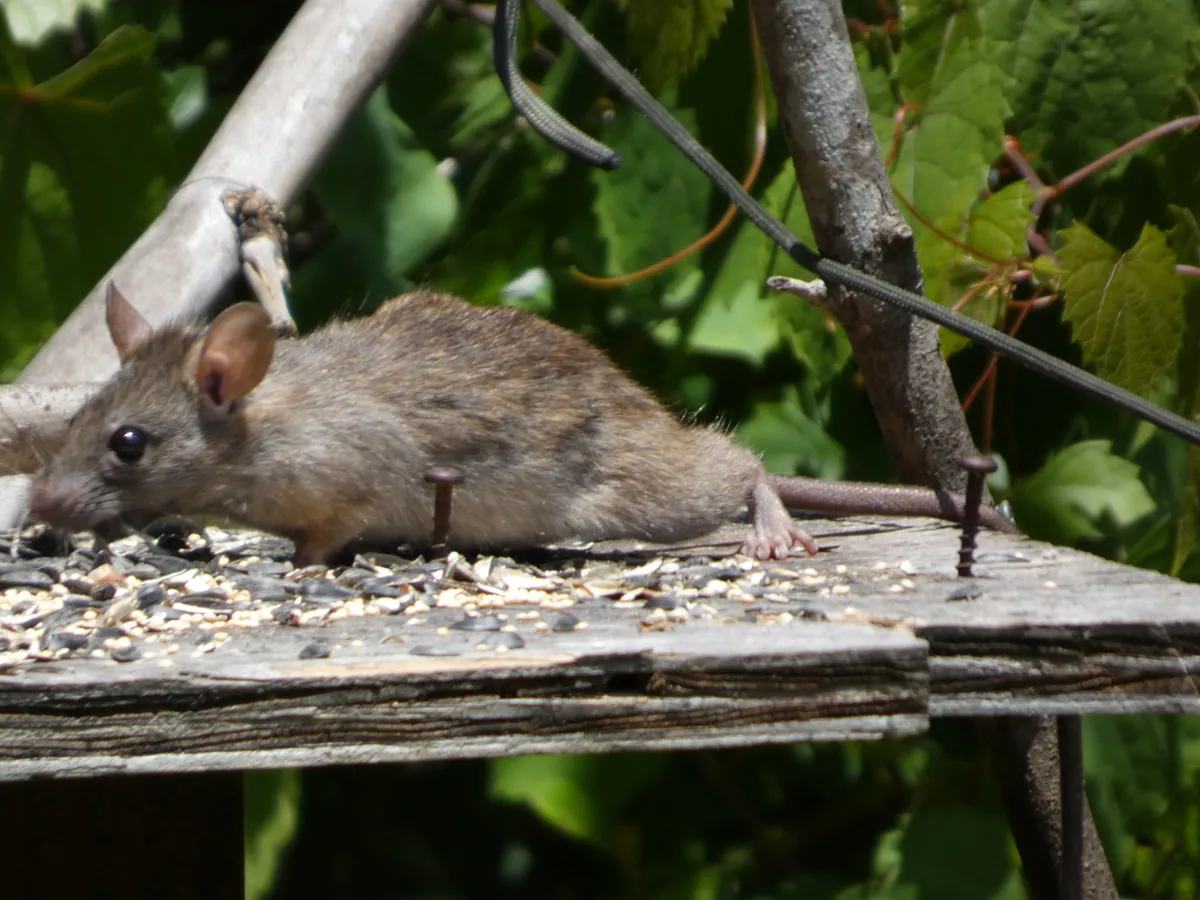 Slim brown roof rat with large ears and a pointed snout leaning over a weathered wooden platform scattered with birdseed, green leaves behind it