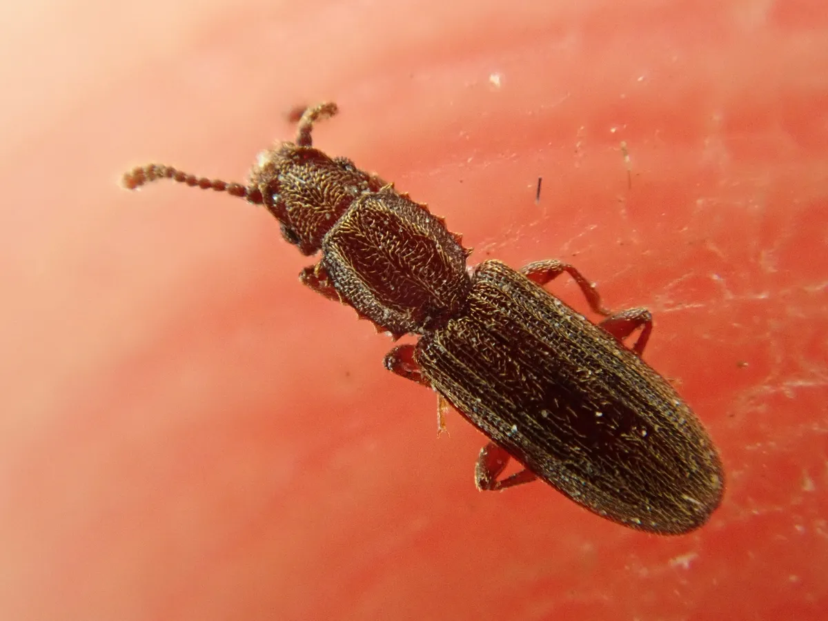 Slender, flat, dark brown beetle seen from above on a red surface, with a row of small saw-like teeth along each side of the section behind its head