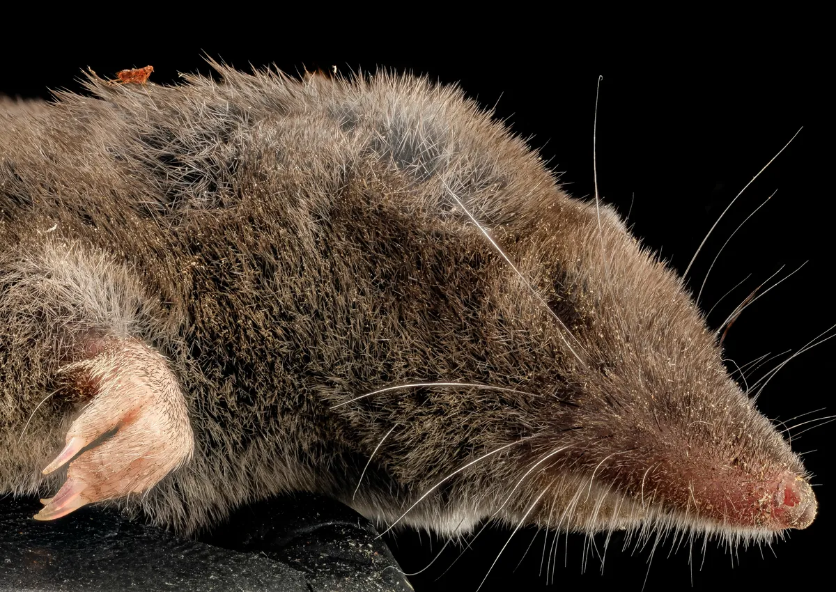 Close-up side view of a gray-brown short-tailed shrew on a black background, with a long, pointed pink-tipped snout, long whiskers, fur hiding its eye and ear, and a pale clawed forefoot