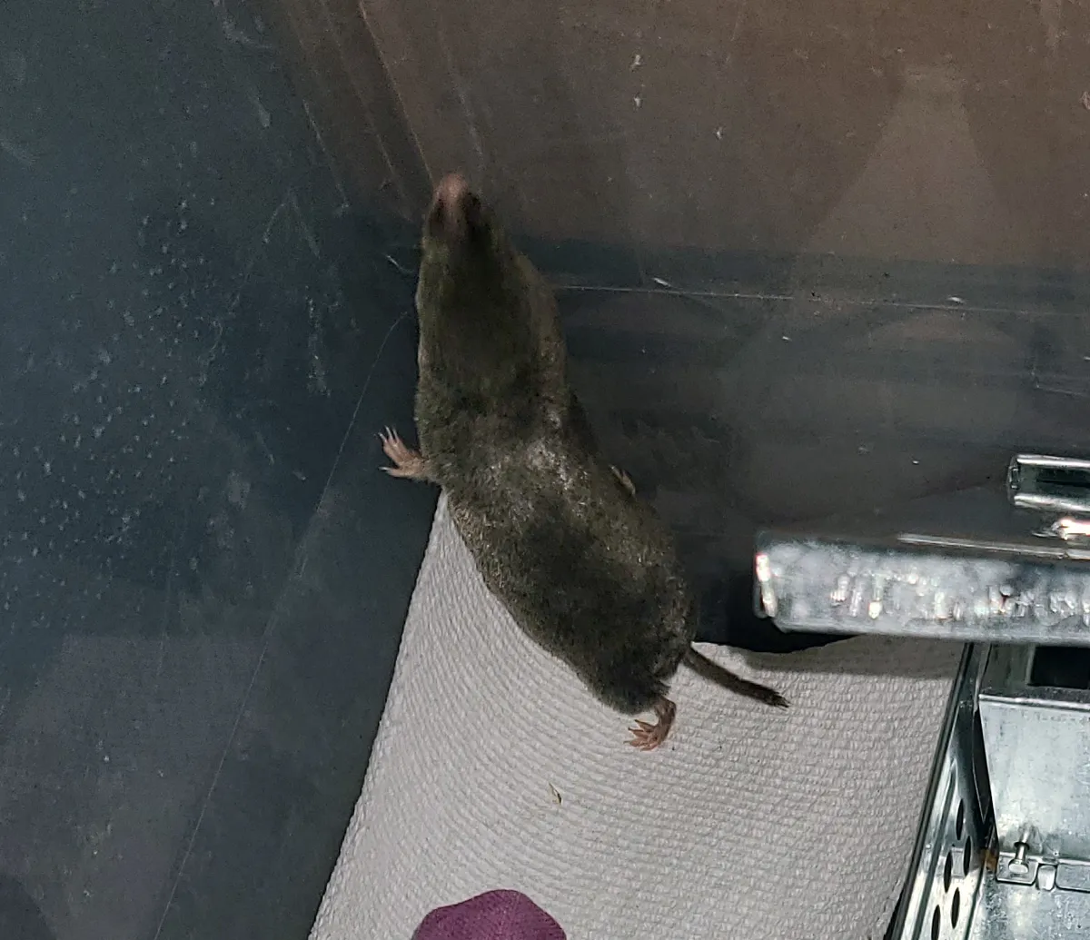 Looking down into a gray plastic bin at a dark short-tailed shrew on a paper towel, its pointed snout raised, beside an open metal live-catch mouse trap