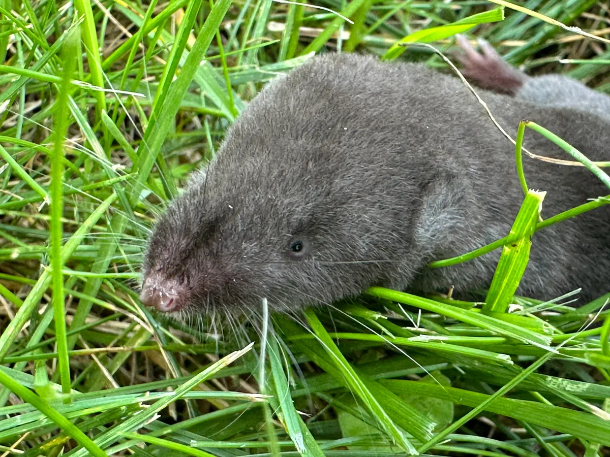 Slate-gray short-tailed shrew in green grass, seen close up from the side, with velvety fur, a pointed pink-tipped snout, whiskers and a tiny black eye, and no ear showing