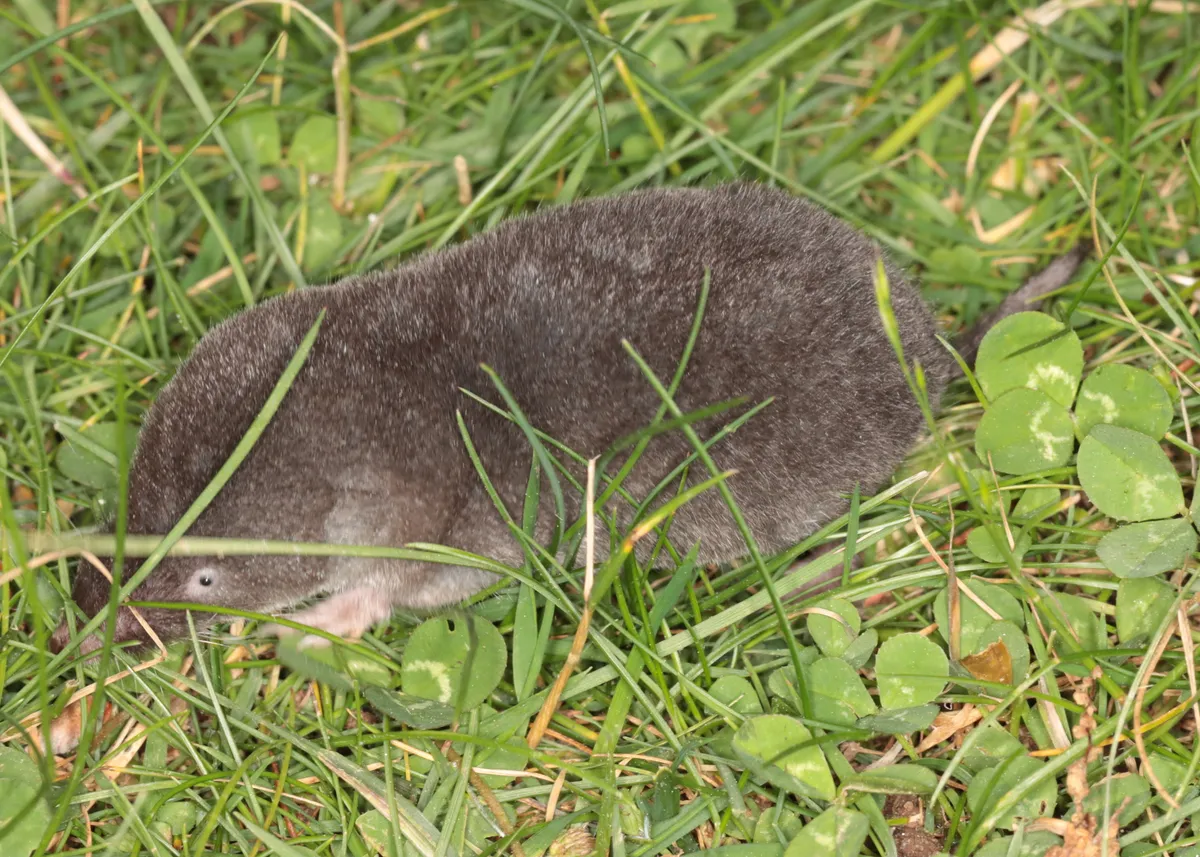 Dark gray-brown short-tailed shrew walking through grass and clover on a lawn, its pointed snout, tiny eye, pale forefoot and short tail visible