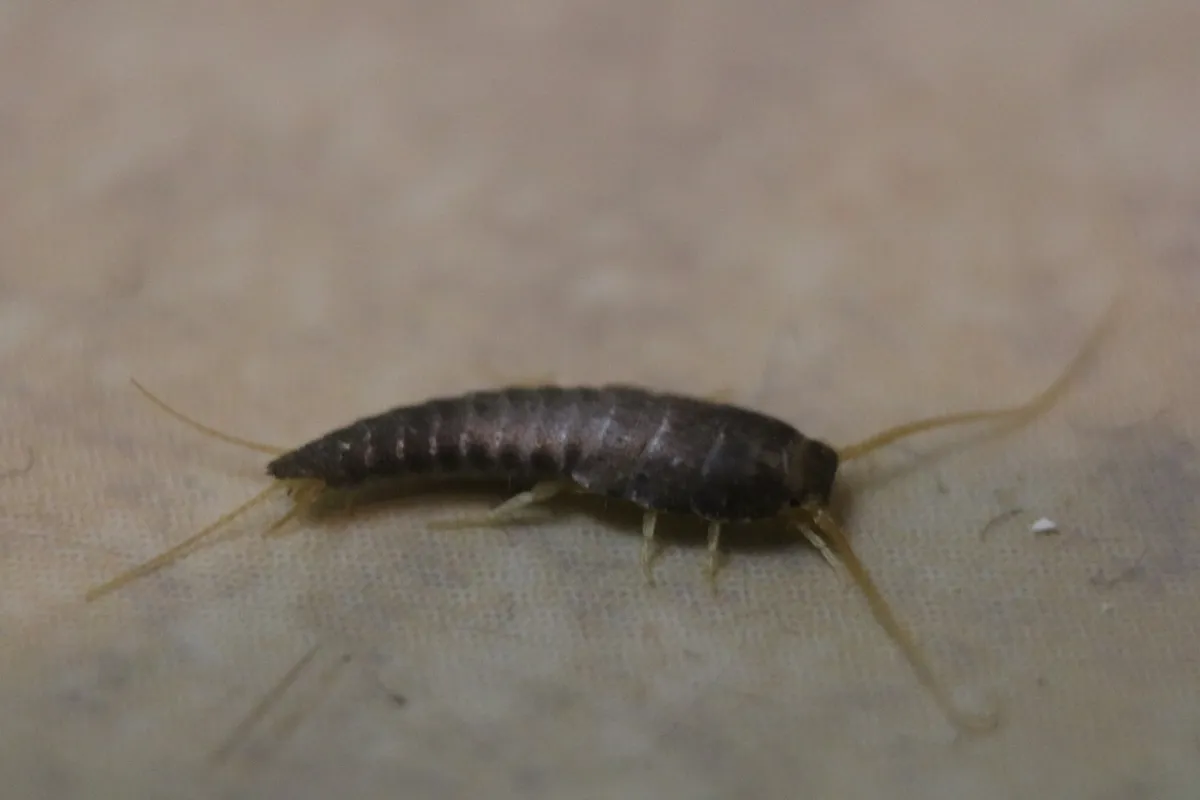 Common silverfish on a beige surface, showing its flat, tapering, segmented body, long antennae and long tail appendages
