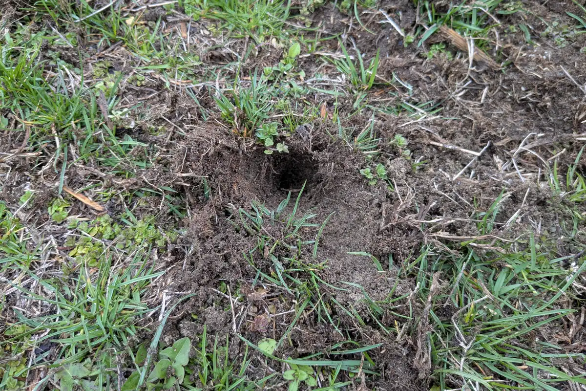 Shallow, cone-shaped hole dug into thin lawn turf, with loose, crumbly soil around it and short grass and weeds at the edges
