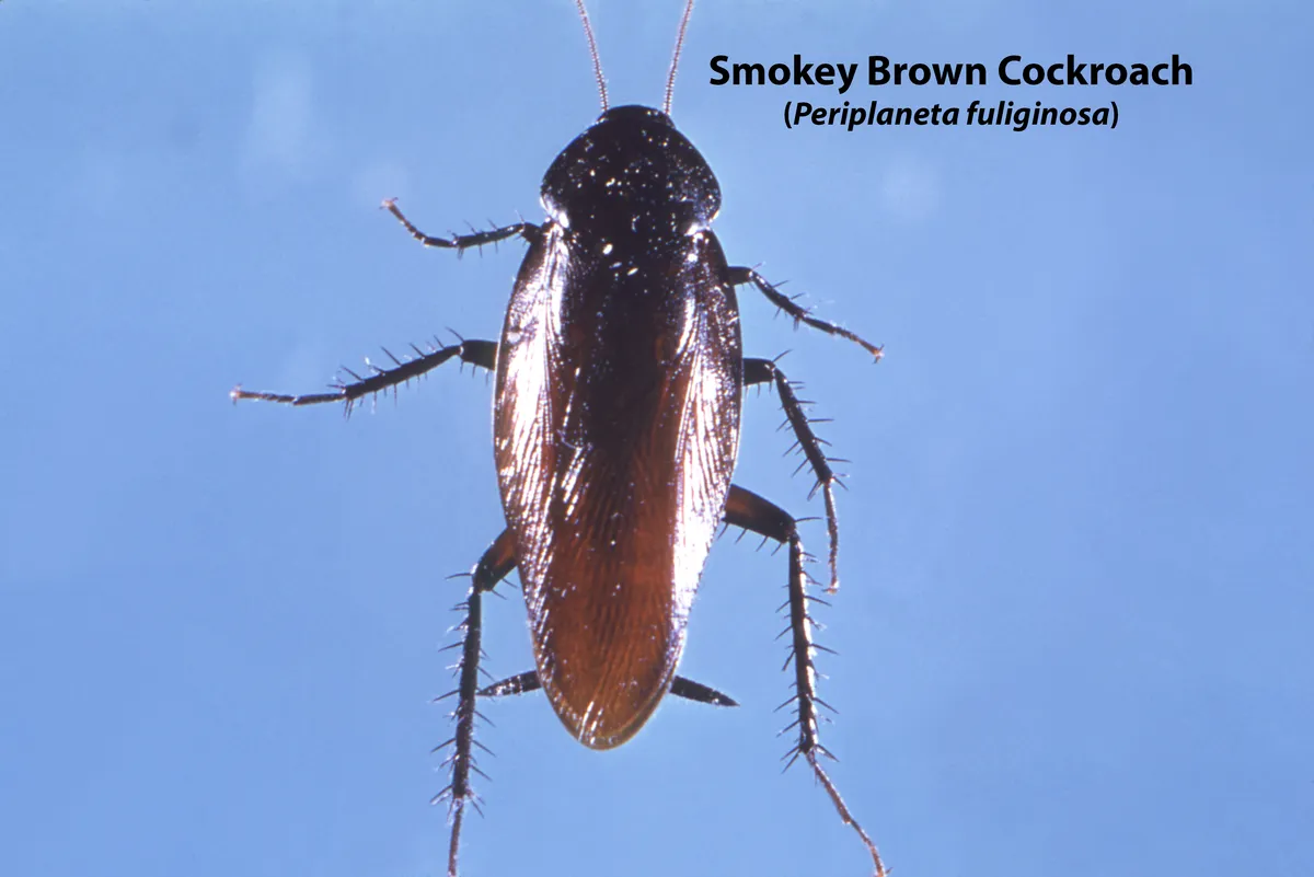Smokybrown cockroach seen from above on a blue background, glossy dark brown to black, with long wings and an unmarked dark plate behind the head; the species name is printed on the photo