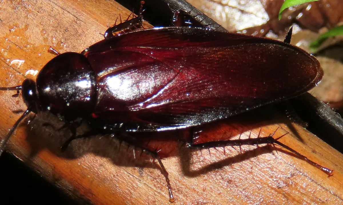 Glossy dark mahogany smokybrown cockroach seen at an angle on a wooden rail, its long wings covering the whole abdomen and its spiny legs spread