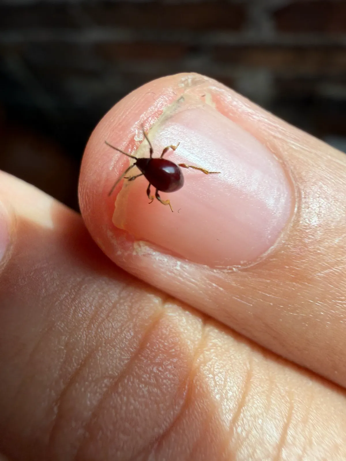 Tiny, shiny dark red beetle with pale legs and long antennae standing on the nail of a person's fingertip