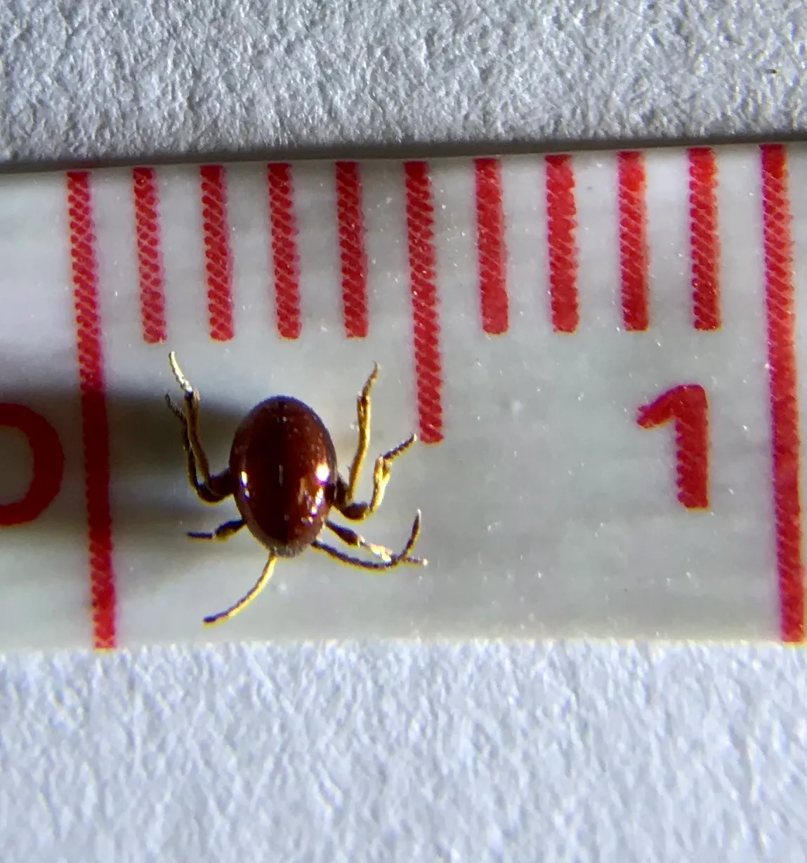 Shiny reddish-brown, globe-shaped beetle with six thin, pale legs, seen from above on a white ruler with red markings, between its 0 and 1 marks