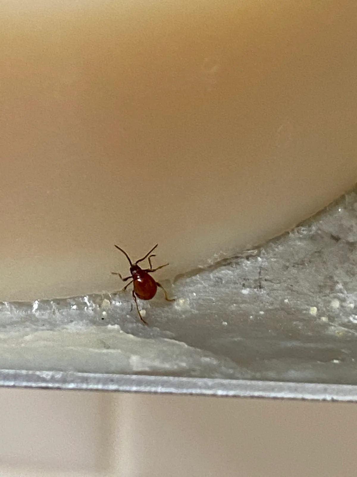 Small, shiny reddish-brown beetle with long, thin legs and antennae at the edge of a cream-colored bar of soap on a metal ledge