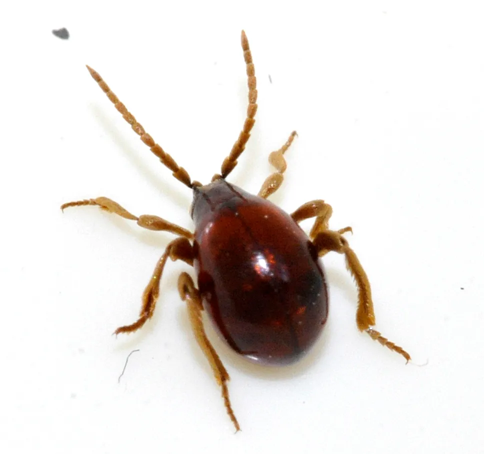 Magnified top view of a glossy, dark reddish-brown spider beetle on white, with six hairy, pale brown legs and two long, beaded antennae spread around its body