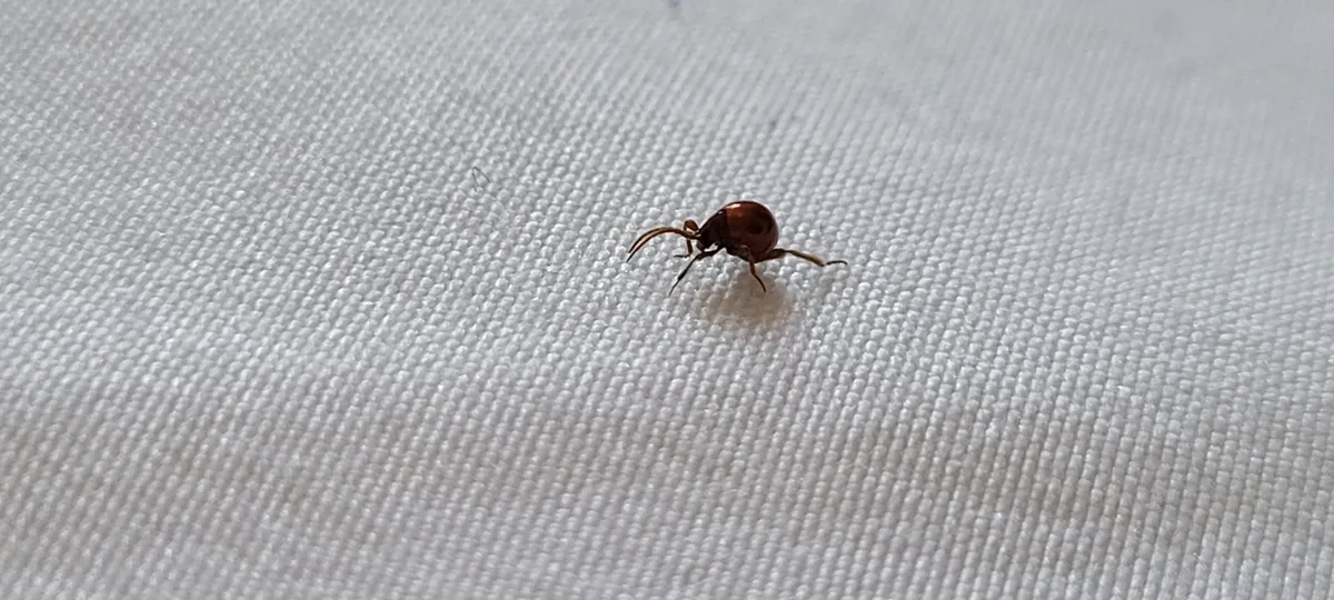 Small, round, shiny reddish-brown beetle on long, thin legs walking across white woven fabric