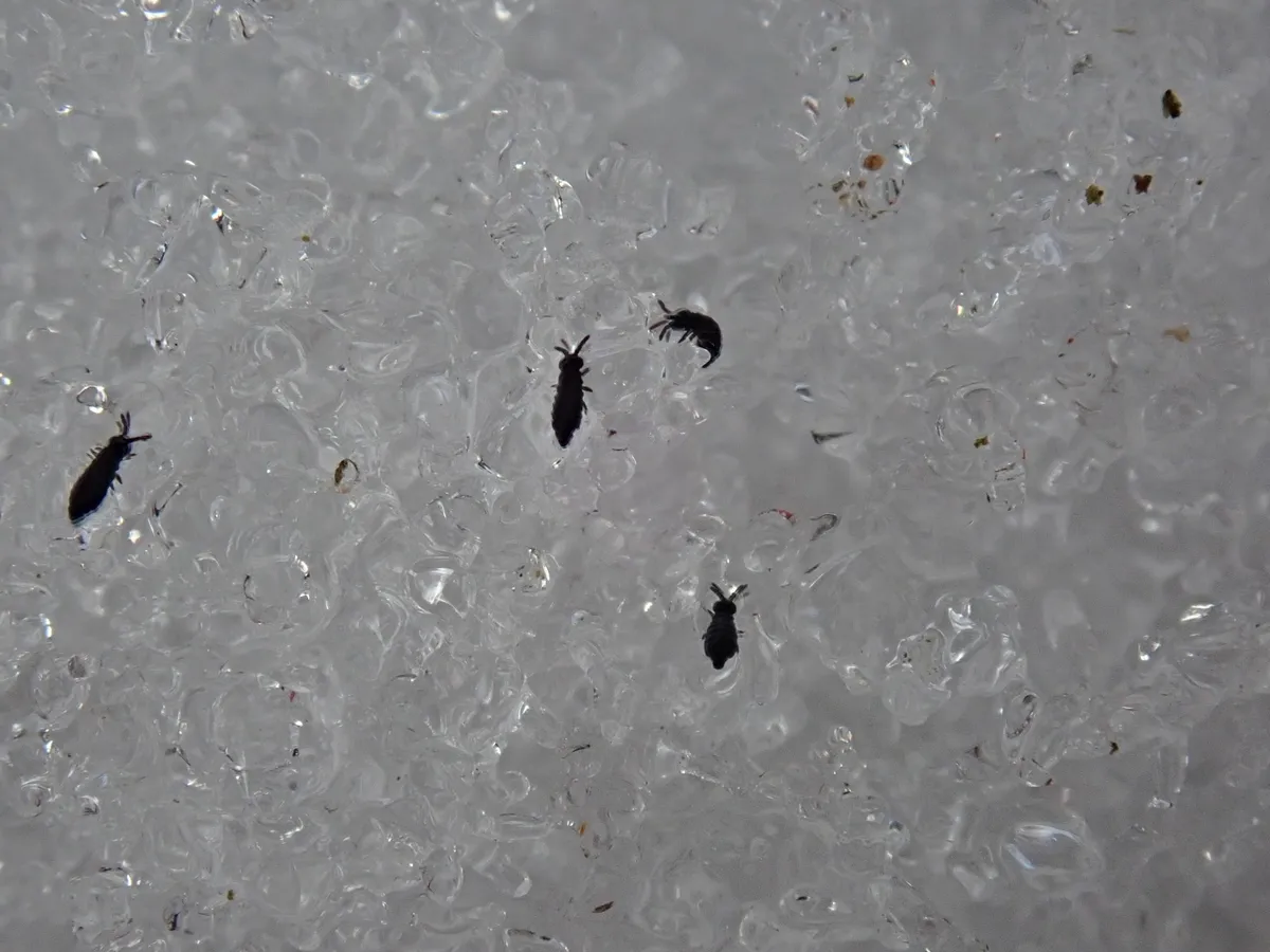 Four small dark blue-gray snow fleas with short legs and antennae on coarse, granular snow, one of them curled