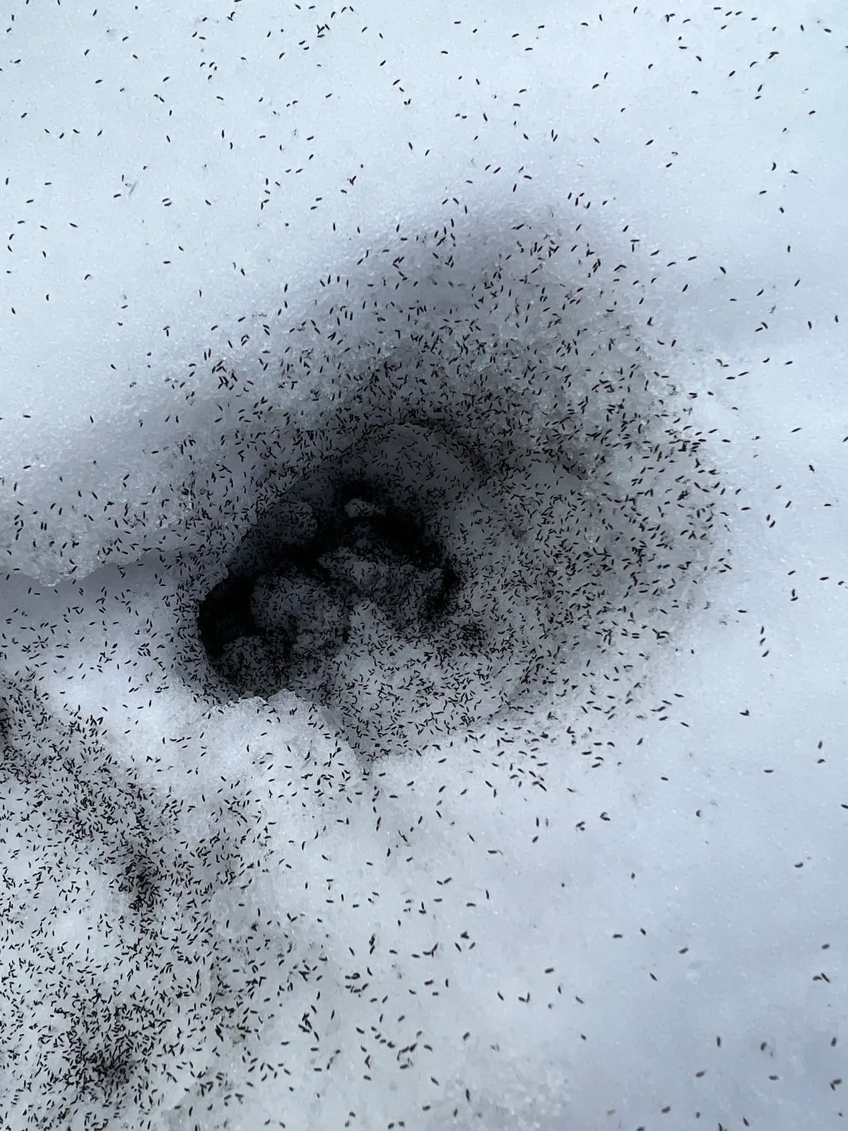 Thousands of tiny dark specks on white snow, packed most densely in a hollow where they turn the snow gray-black, and thinning out across the rest of the frame