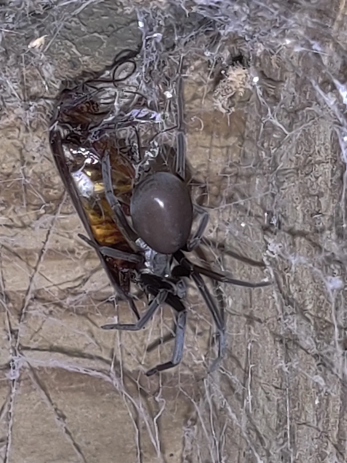 Dark gray, velvety female southern house spider on a thick, tangled gray web over a rough surface, next to a large insect wrapped in silk