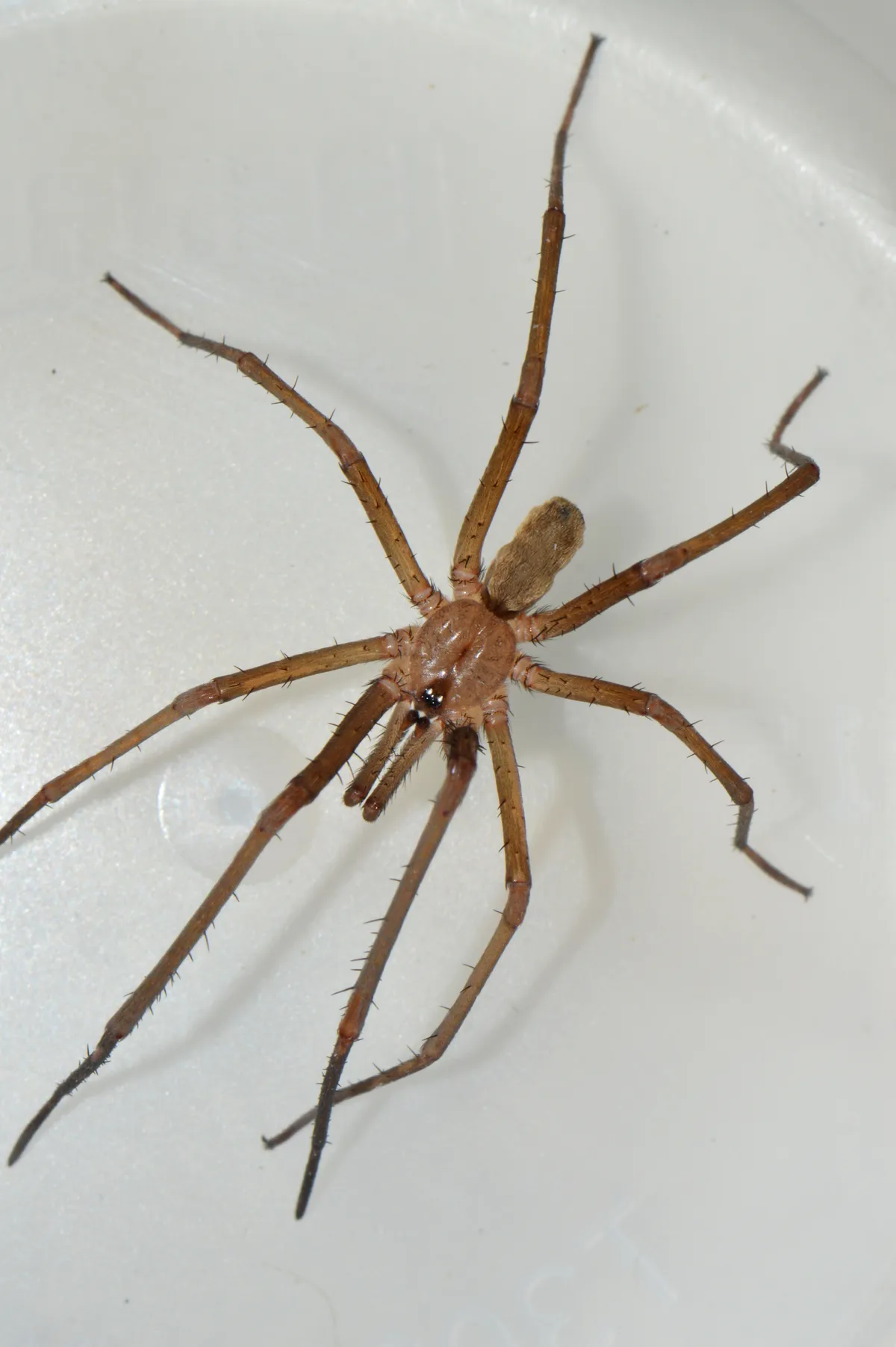 Lanky, tan male southern house spider seen from above in a white container, with long, bristly legs, two long palps at the front and a small, fuzzy abdomen