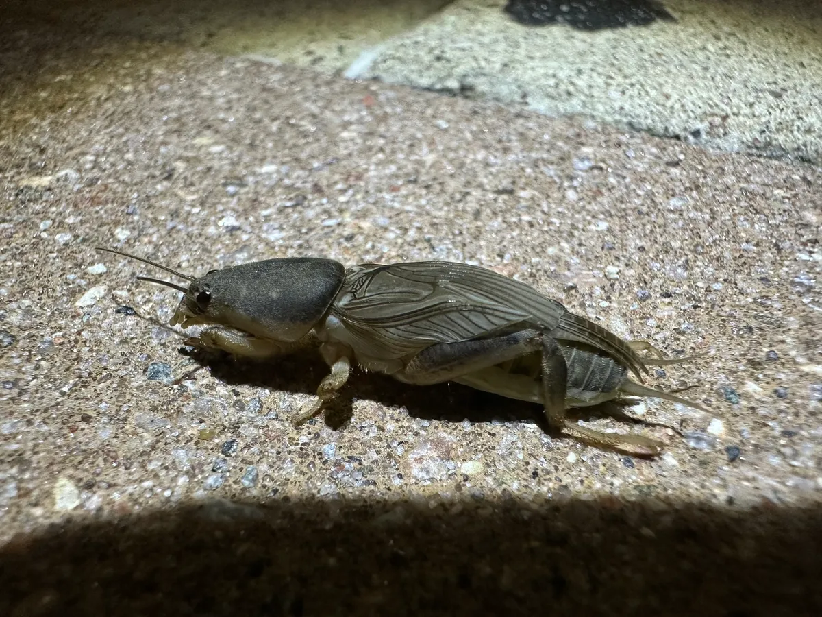Southern mole cricket with a velvety brown body and stout front legs on pavement