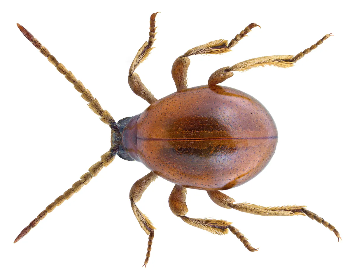 Top view of a spider beetle with a round, glossy reddish-brown body, long thin legs and long antennae on a white background