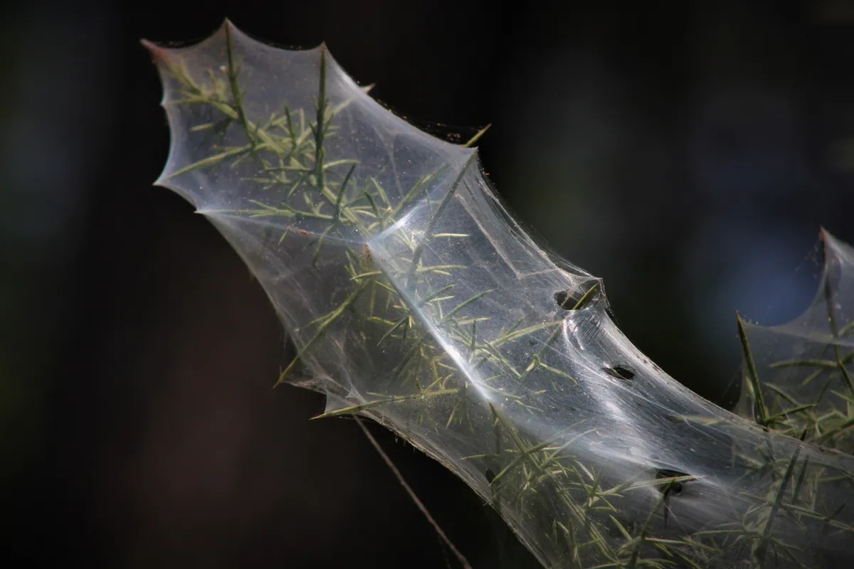 Dense, shiny silk webbing wrapped around the spiny shoots of a plant by a colony of twospotted spider mites