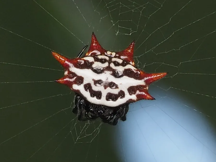 Spinybacked orb weaver in its web, a small spider with a white abdomen marked with dark spots and six pointed red spines around the edge