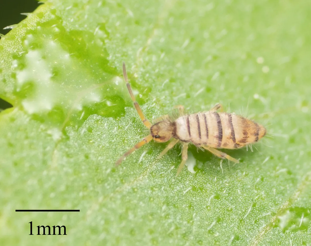 Pale springtail with dark bands on a green leaf, beside a printed scale bar