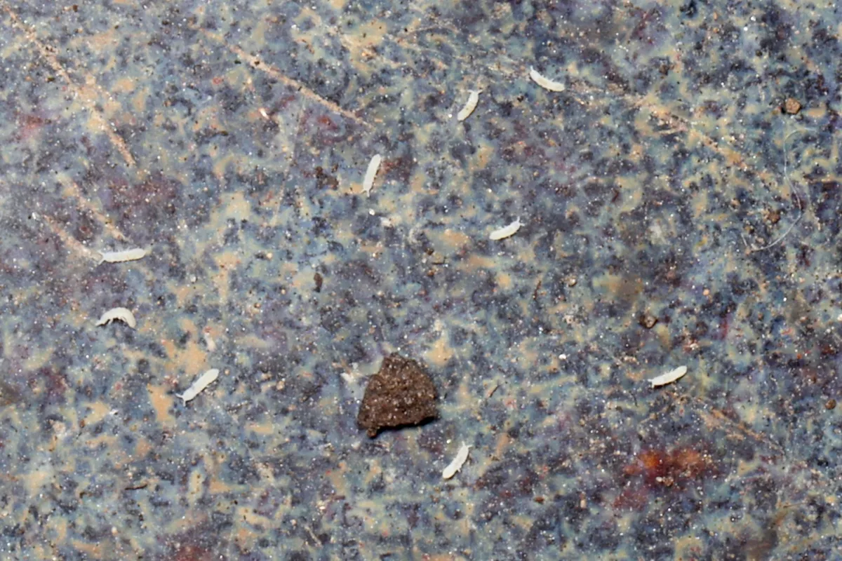 About ten tiny, slender white springtails scattered over a speckled blue and tan surface around a crumb of brown soil
