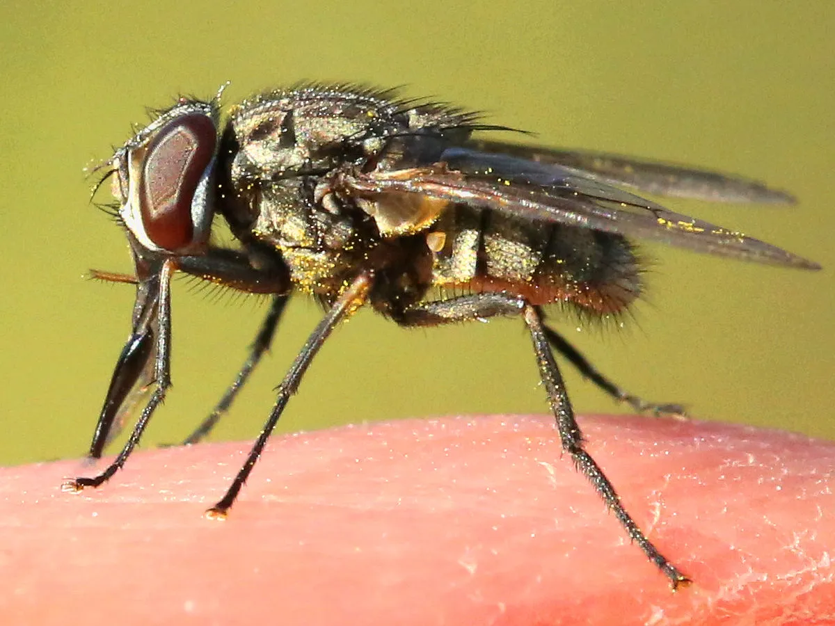 Side view of a gray stable fly standing on pink human skin, its stiff, pointed mouthpart reaching down from the front of its head