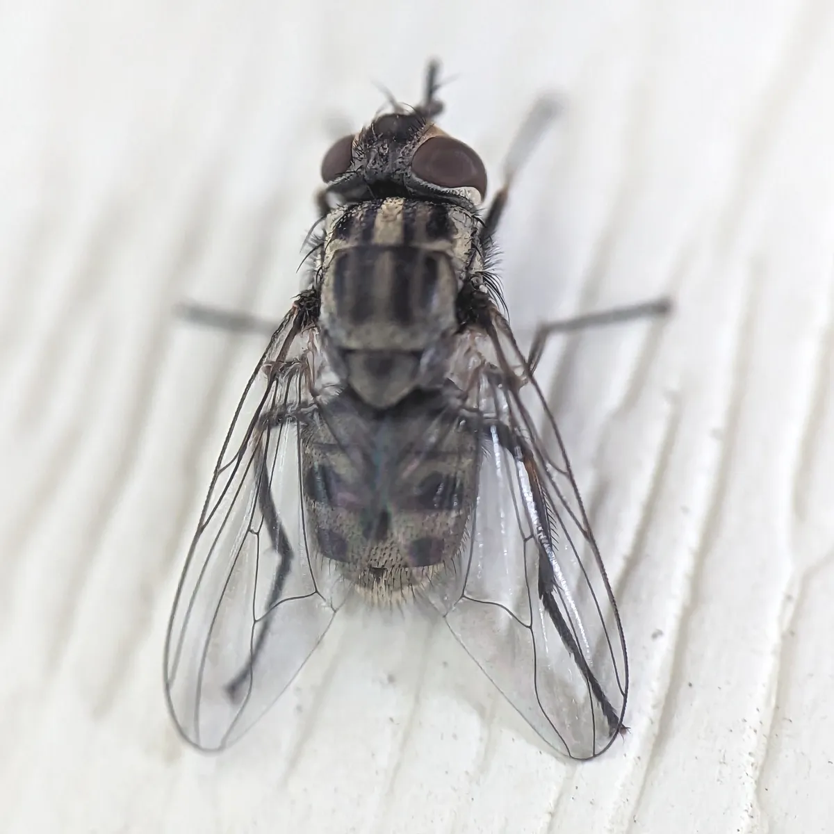 Gray stable fly with a striped thorax and spotted abdomen on white-painted wood