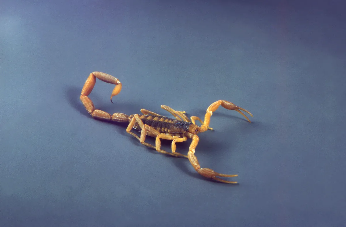 A pale yellow-orange scorpion with a dark, striped back, its long segmented tail curled up behind it and its slender pincers held out in front
