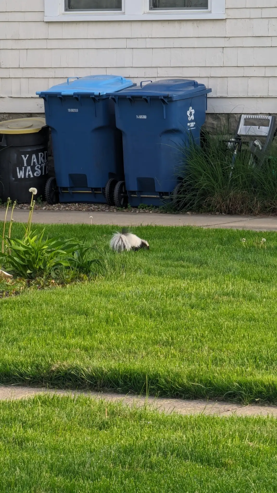 Black-and-white striped skunk, small in the frame, on a green front lawn beside a sidewalk, with blue trash carts against a house's white siding and windows behind it