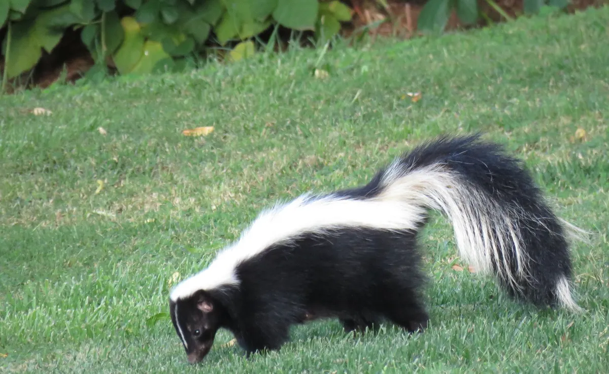 Black-and-white striped skunk with a long, bushy raised tail foraging on a mown green lawn, its nose down in the grass, with leafy plants behind it