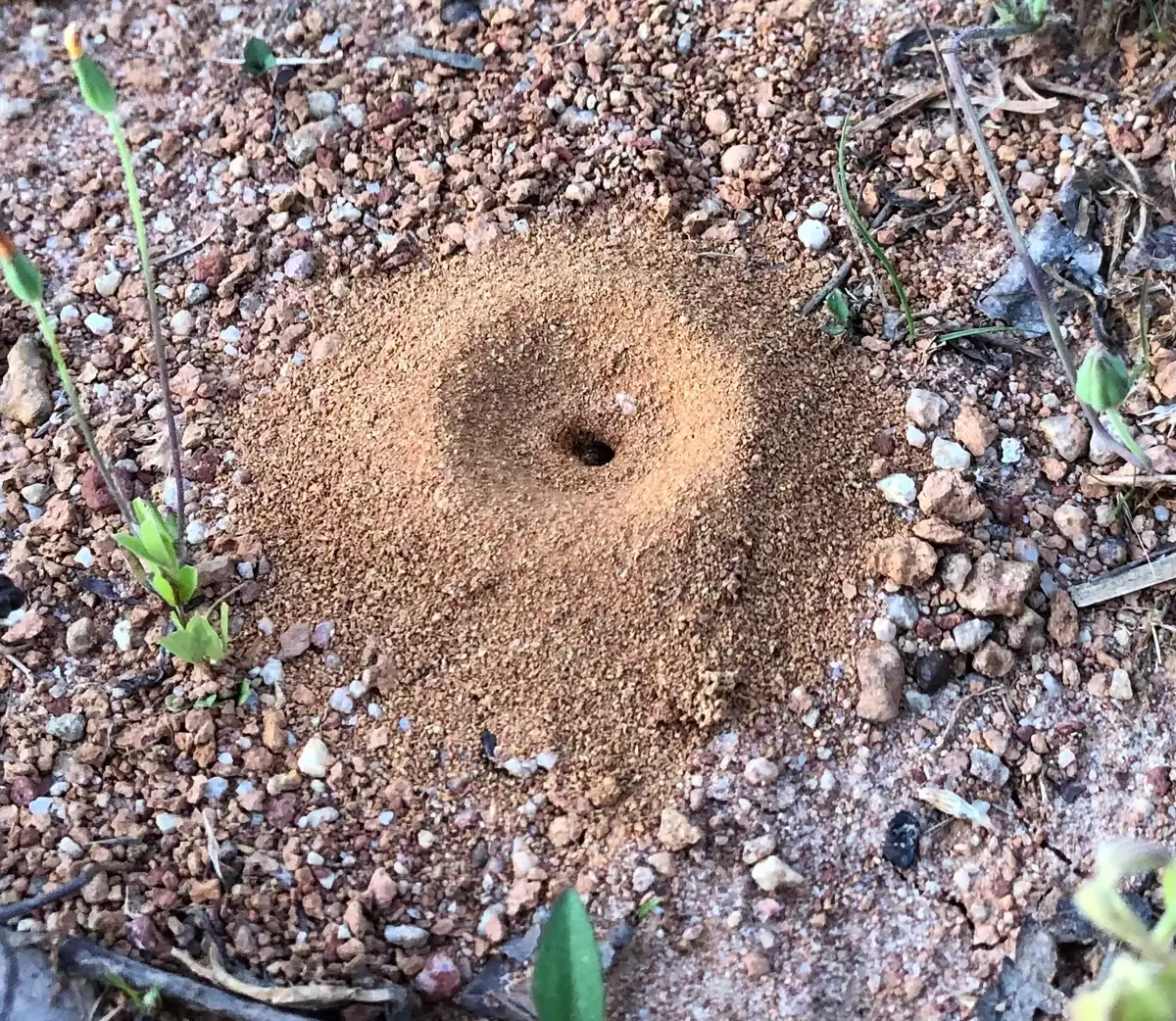 Small round hole in the center of a low cone of fine tan soil grains on bare ground scattered with pebbles and a few green sprouts