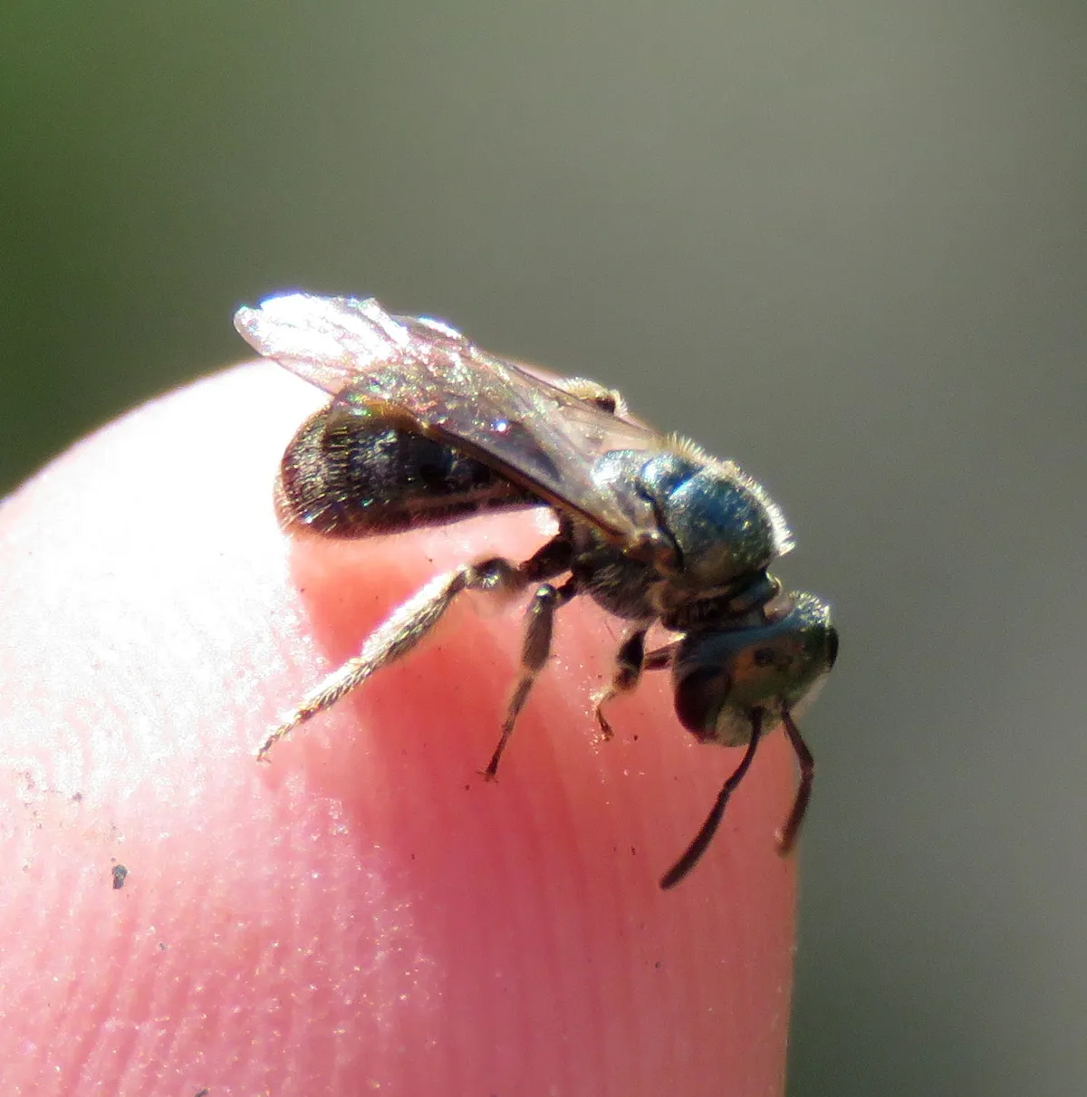 Small, dark, faintly metallic bee with clear wings folded over its back standing on the pink tip of a person's finger