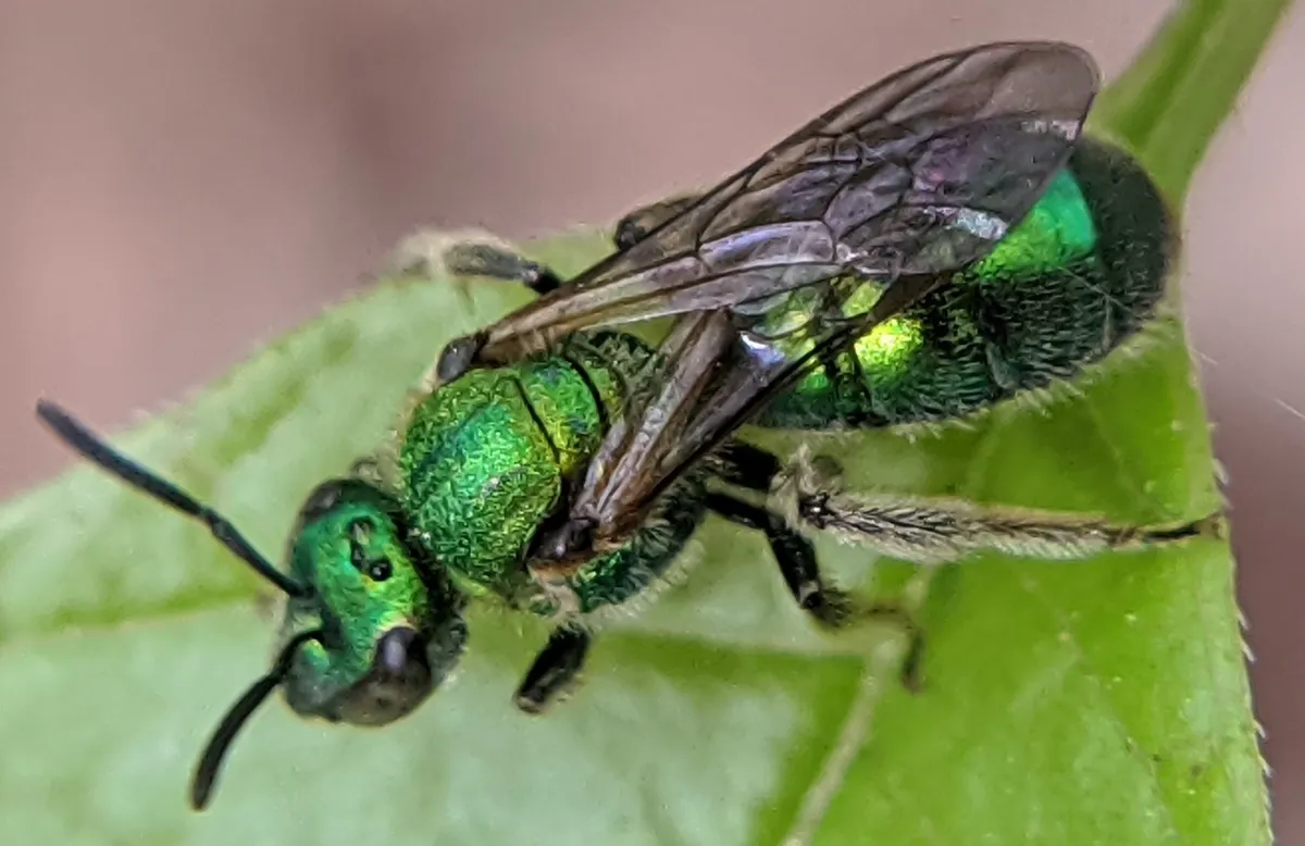 Metallic green sweat bee with smoky brown wings and black antennae resting on a green leaf, its head, thorax and abdomen all shining green
