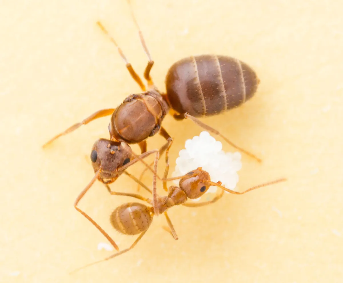 Two reddish-brown ants on a pale yellow surface: a large ant with a broad, banded abdomen above a smaller ant with long legs and long antennae beside a white cluster