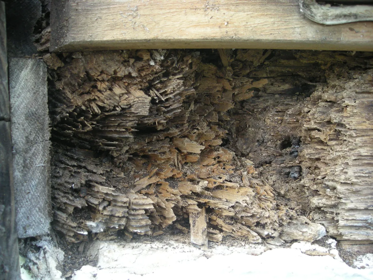 Wood under a board in an old building eaten away into thin, ragged layers that run along the grain