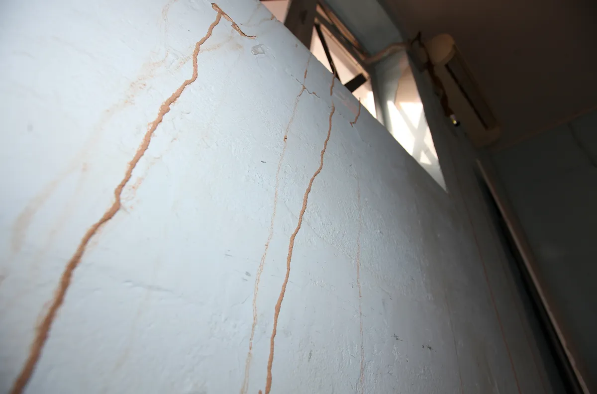 Several thin, tan mud tubes running up a white-painted interior wall toward the ceiling, photographed from below