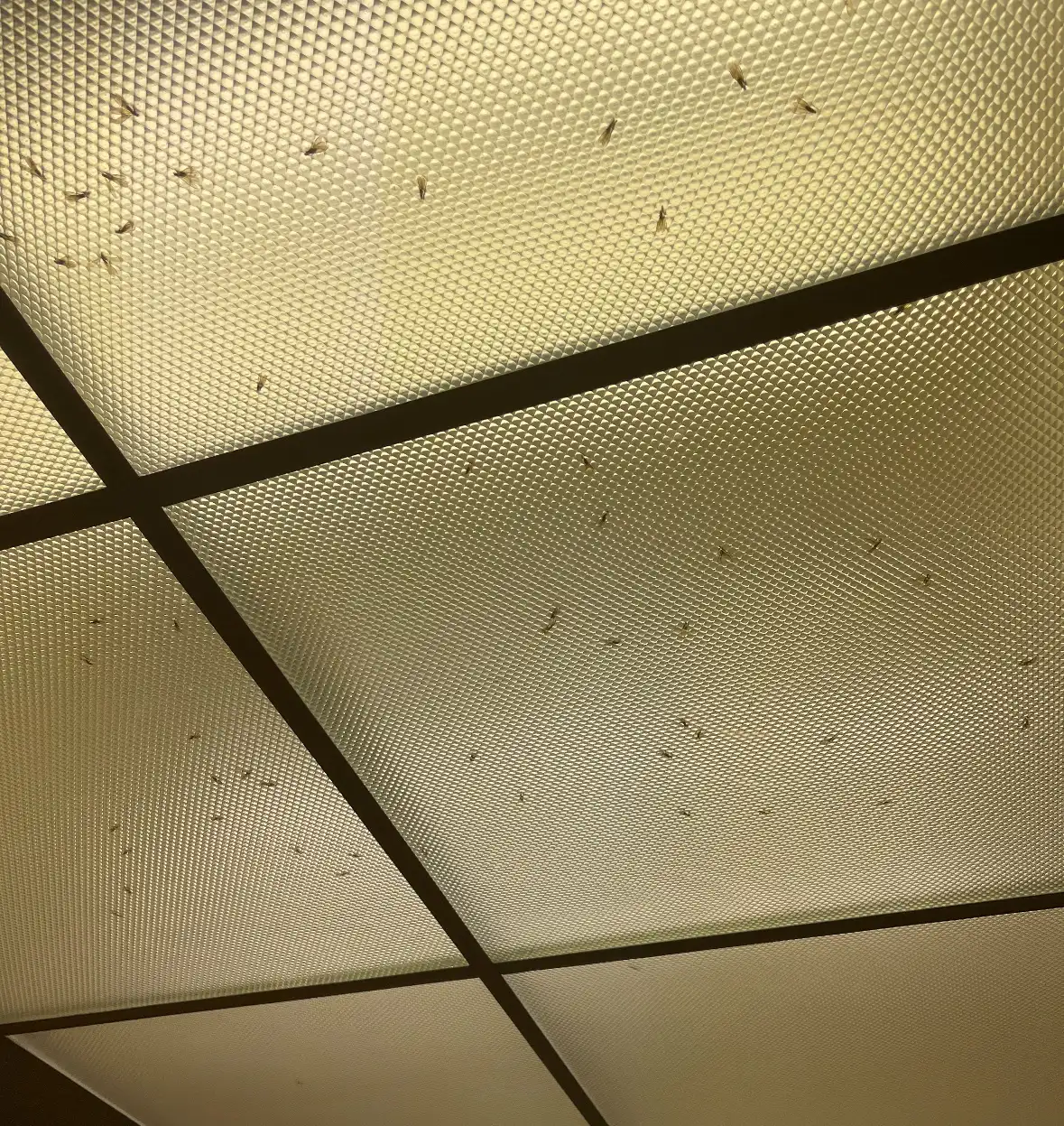 Dozens of small, dark termites, some with wings, seen through the textured plastic panels of a lit ceiling light fixture