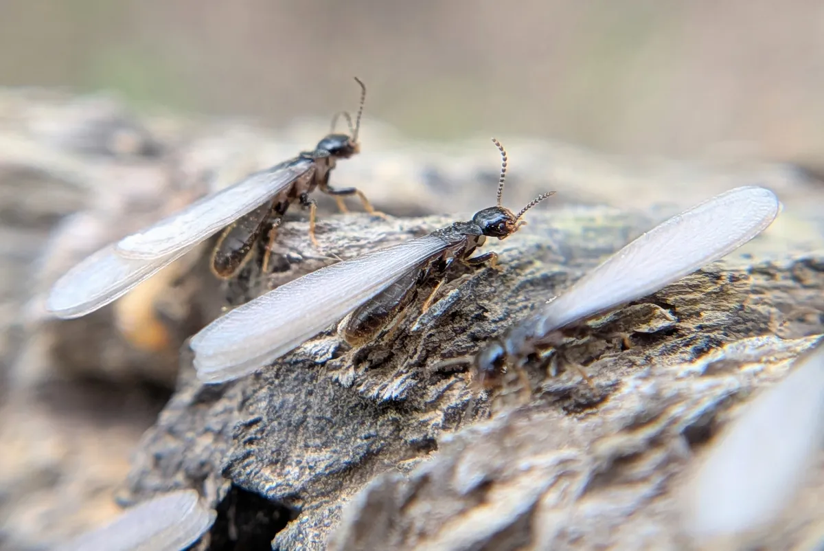Three dark-bodied winged termites with long, pale wings resting on a piece of decaying wood outdoors