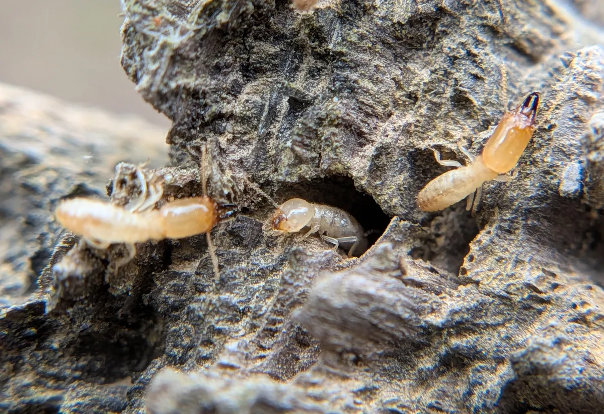 A pale termite at the mouth of a tunnel in dark decaying wood, beside termites with long amber heads and dark jaws