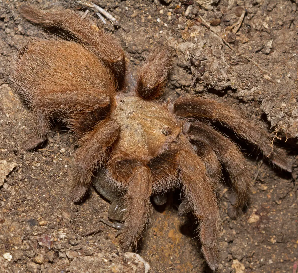 Large, hairy, reddish-brown Texas brown tarantula on bare soil, its thick legs spread around a pale tan front body section