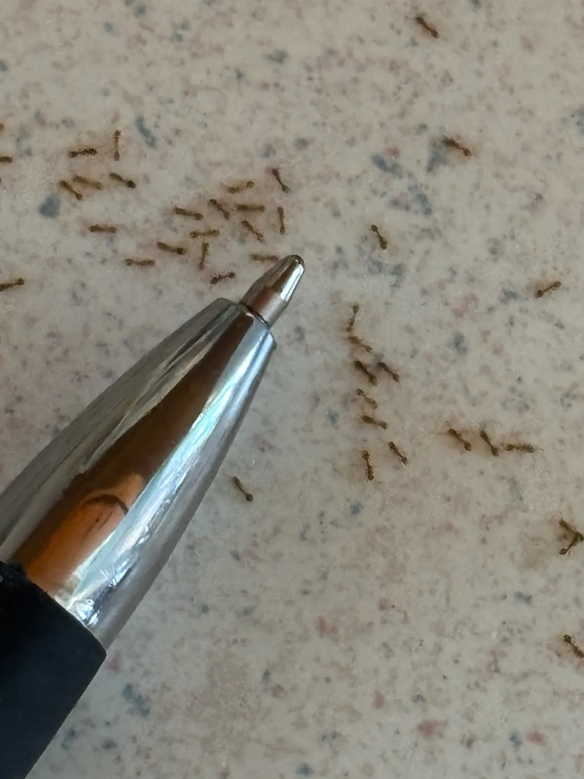 Dozens of tiny reddish-brown ants scattered across a speckled kitchen countertop beside the silver tip of a ballpoint pen