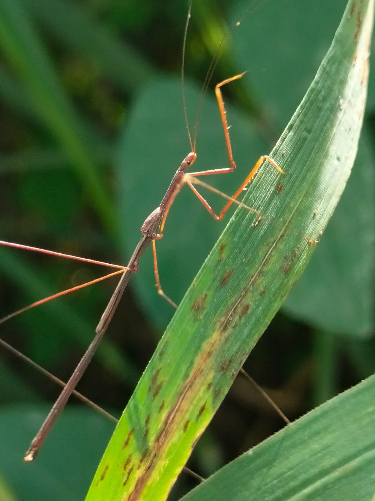 Thin brown assassin bug on a grass leaf holding up its grasping front legs, with very long, thread-thin middle and hind legs