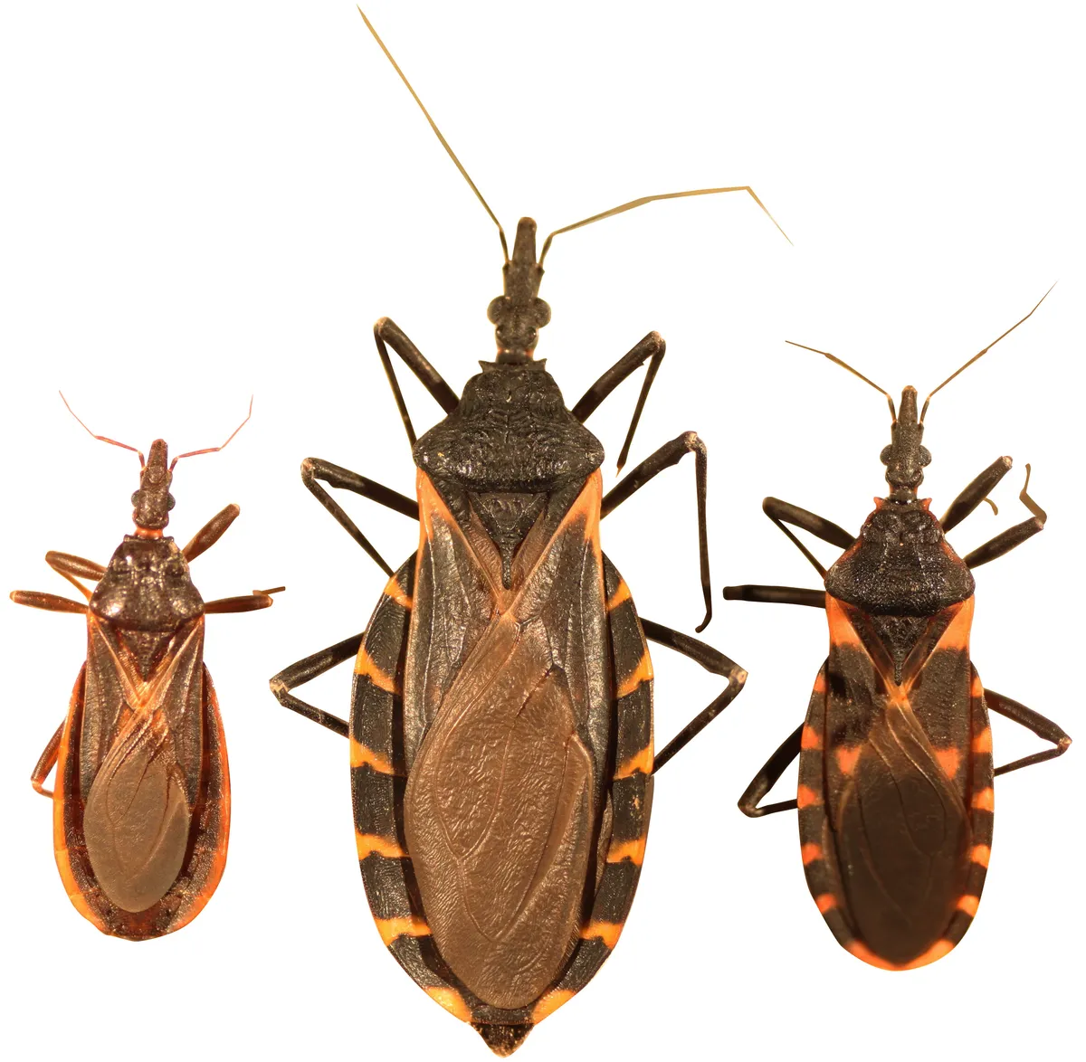 Three kissing bugs side by side on a white background, small, large and medium, each dark with orange or red bands along the edge of the body and a long, narrow head