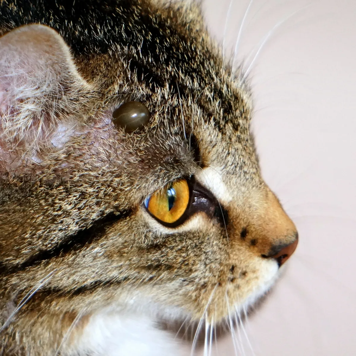 An engorged grey-brown tick attached to a tabby cat's head between the eye and the ear