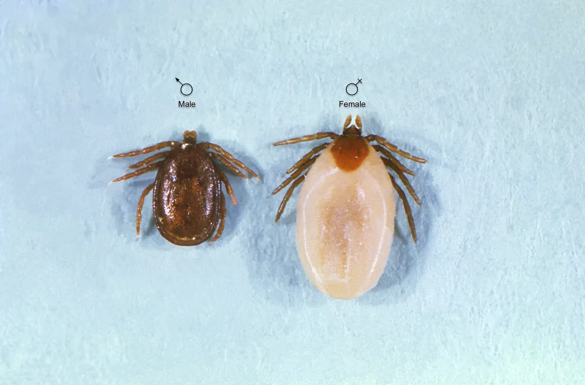 Two Ixodes ticks on a pale blue background labelled male and female: a small, flat, dark brown male beside a much larger engorged female with a swollen cream-coloured body